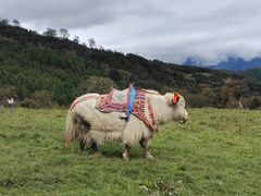 -硗碛藏寨·神木垒景区