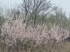 -东郊湿地公园