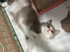 -屋虎猫馆(宝安大仟里店)