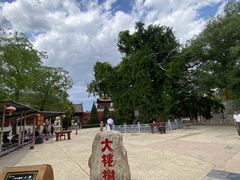 -大槐树寻根祭祖园