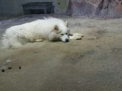 -芜湖新华联大白鲸海洋公园