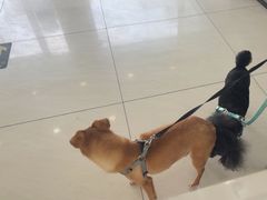 -美联众合动物医院·24h京西诊疗中心