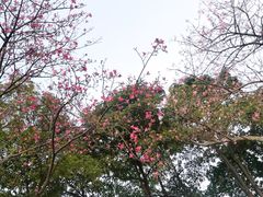 -海心沙亚运公园