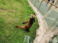 -灵玲国际马戏城