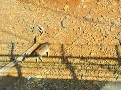 -合肥野生动物园