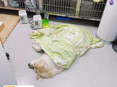 -纳吉亚猫专科动物诊疗中心(蒋宅口分院)