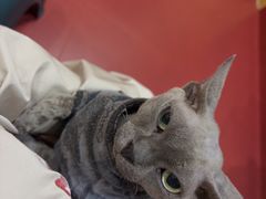 -和它·交个朋友·狗咖猫咖(爱琴海店)