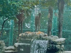 -上海野生动物园