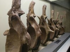 -世界恐龙谷景区