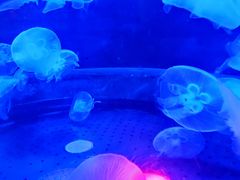 -太平洋海底世界