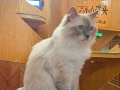 -MOCHA明星猫咖(田子坊店)