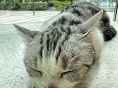 -飞行喵MR PILOT|猫舍·猫咖(静安大融城店)