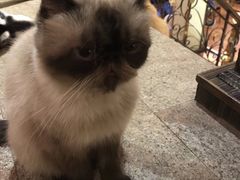 -more than meow吴止猫主题餐厅(承德 中船汇店)