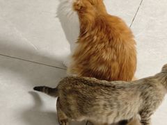-瑞鹏宠物医院·夜间急症·心超·猫科(祖庙分店)