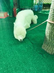 -萌宠亲子动物乐园(槐房万达店)