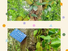 -中国科学院西双版纳热带植物园