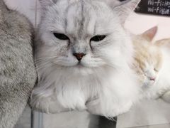 -Heymao猫咖.咖啡厅(东门店)