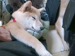 -柴犬高等学院·狗咖·柴犬售卖·宠物训练