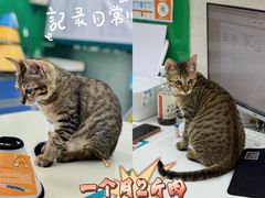 -瑞派动物医院·猫专科·至诚(江南中分院)