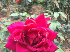 -人民公园(罗湖区)