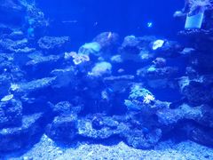 -芜湖新华联大白鲸海洋公园