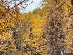 -苏木山森林公园