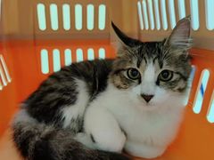 -芭比堂动物医院广州顽皮分院