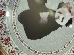android_upload_pic-珍妮曲奇聪明小熊(尖沙咀店)
