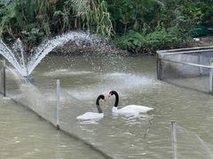 -广州长隆飞鸟乐园