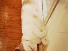 -猫冇咖·家门口的撸猫馆(大融城店)
