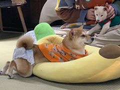 -逗柴咖啡屋·狗咖猫咖宠物桌游