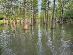 -泗洪洪泽湖湿地景区