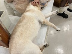 -共舞时光猫咖·狗咖(新街口店)
