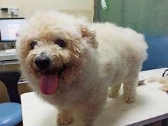 -宠物星动物医院·眼科·异宠·猫科(江南大道总院)