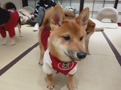 -逗柴咖啡屋·狗咖猫咖宠物桌游
