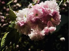 -高东镇樱花园