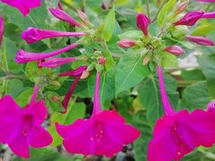 -保利·罗兰香谷