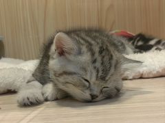 -屋虎猫馆(宝安大仟里店)