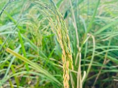 -光明小镇欢乐田园