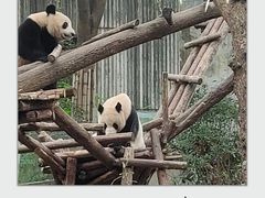 -成都大熊猫繁育研究基地