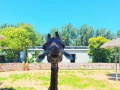 -北京野生动物园