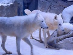-上海海昌海洋公园-冰山北极馆