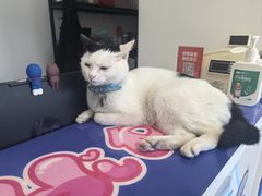 -喜多萌中农锦绣动物医院24H·猫科·牙科MRI·CT