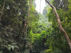 -西双版纳原始森林公园