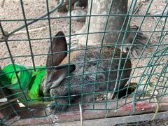 -西双版纳总佛寺