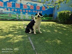 -宠物寄养训练学校