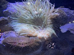 -迪拜水族馆及水下动物园
