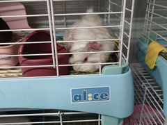 -钓仓鼠(洋桥北里小区店)