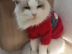 -瞄一喵猫咖(格力海岸店)