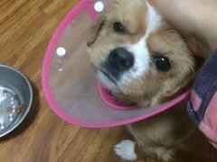 -伟伟宠物医院·CT影像中心·瑞派犬猫综合性门诊(汉口总院)